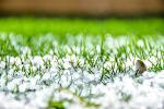 close up of hail on grass
